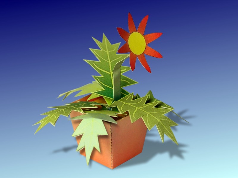 Papierblume Salatus Kasus